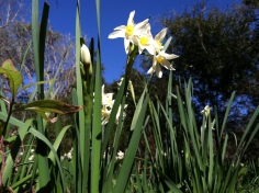 Nothing says happy like daffodils.