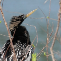 Backyard Feathers: The Best of 2016 Birding (Part 1)
